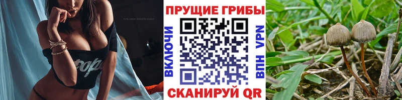 дарнет шоп  Великий Устюг  гидра   Псилоцибиновые грибы ЛСД 