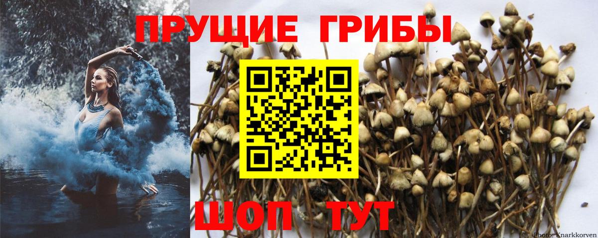 Псилоцибиновые грибы Psilocybine cubensis  Псилоцибиновые грибы GOLDEN TEACHER  Вход с VPN  Великий Устюг 